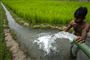 En rismark og et vandrør med vand