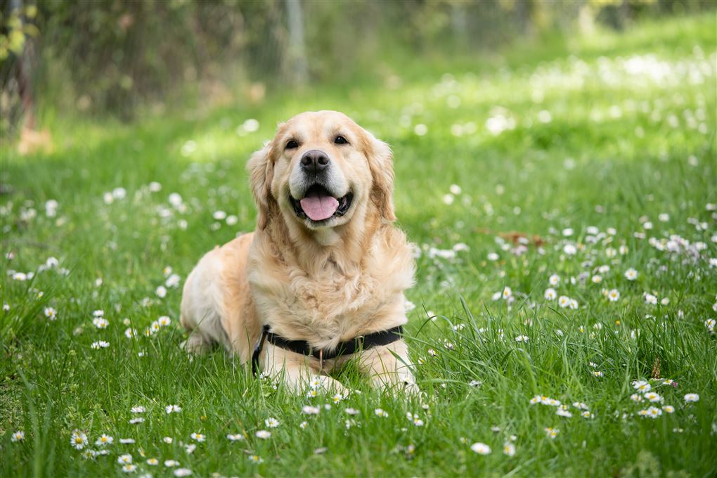 En golden retriever ligger på en græsplæne. 