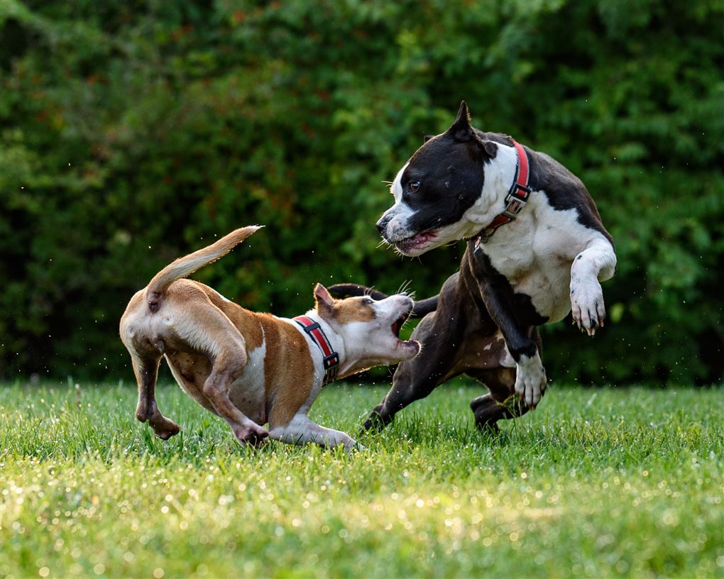to kamphunde leger på en plæne