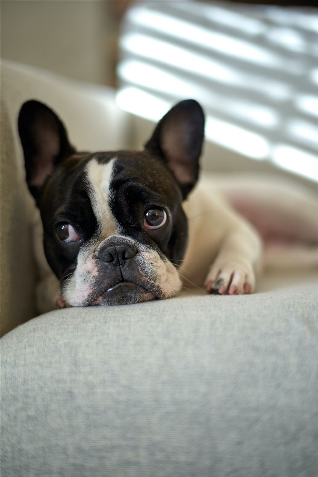 En Fransk Bulldog ligger på en sofa.