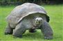 En stor landskildpadde går i en have