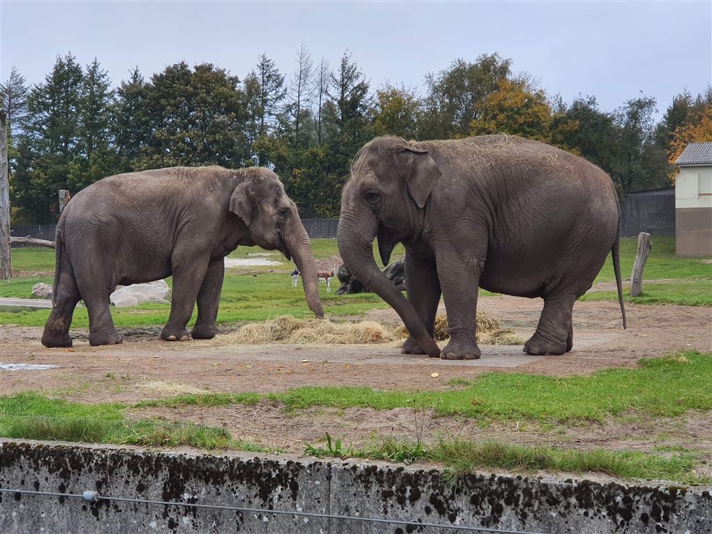 To elefanter.