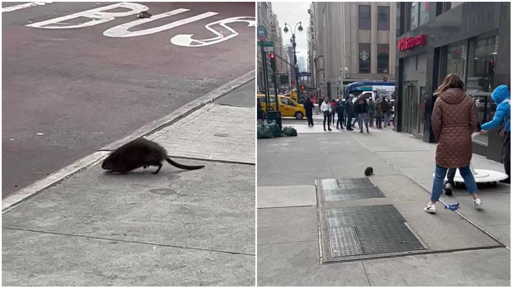 rotte på gaden
