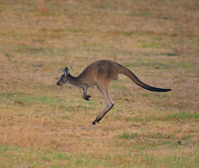 Kænguru i fart