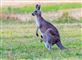 En kænguru med en unge i pungen