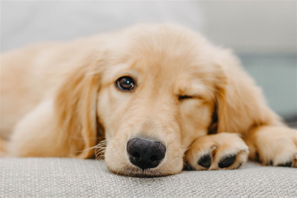 En hund ligger på en sofa med det ene øje lukket