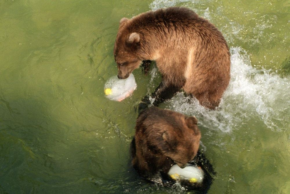 bjørne i bassin