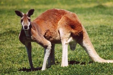 Køb kænguru og græsslåmaskinen -
