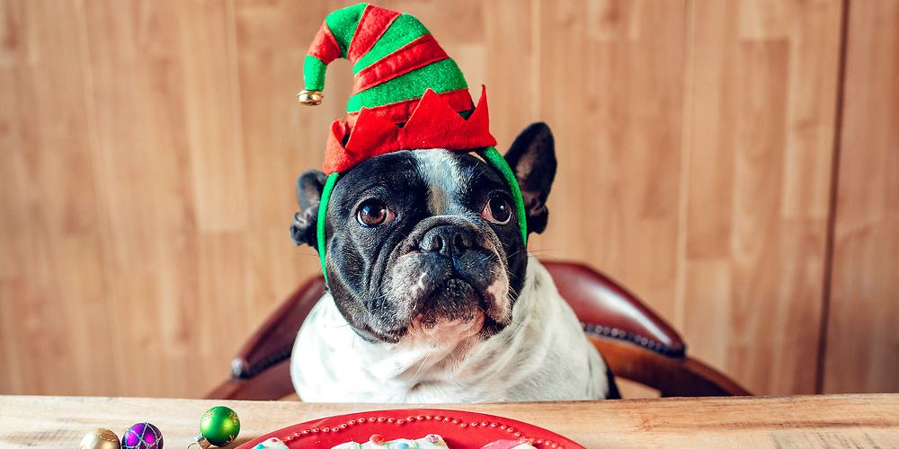 på: Julen kan være livsfarlig for din hund -