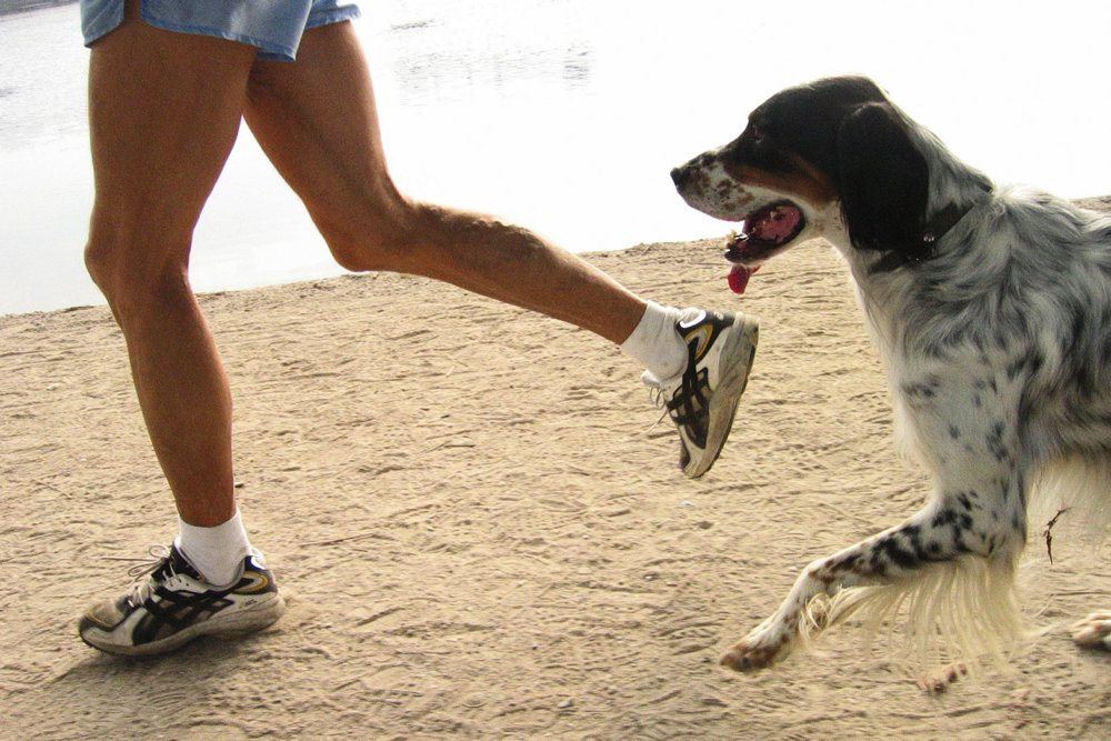 Hvor Mange Hunde Må Man Eje