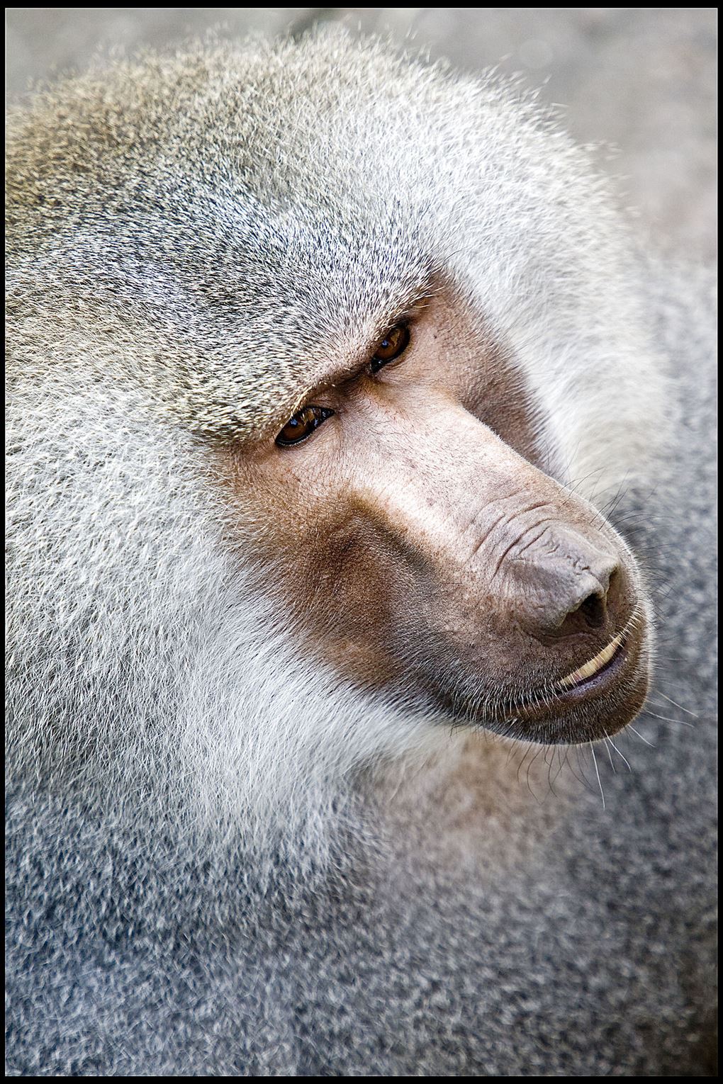 Et nærbillede af en ældre bavian.