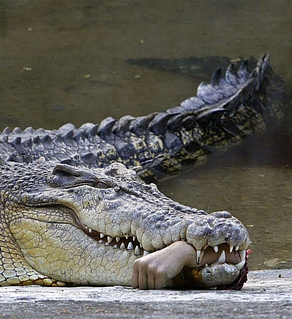 En kæmpe krokodille med en menneskehånd i gabet.