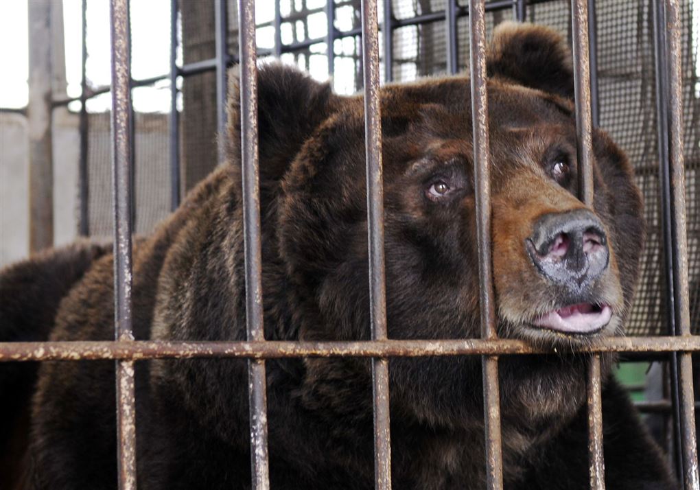 En bjørn i et bur 