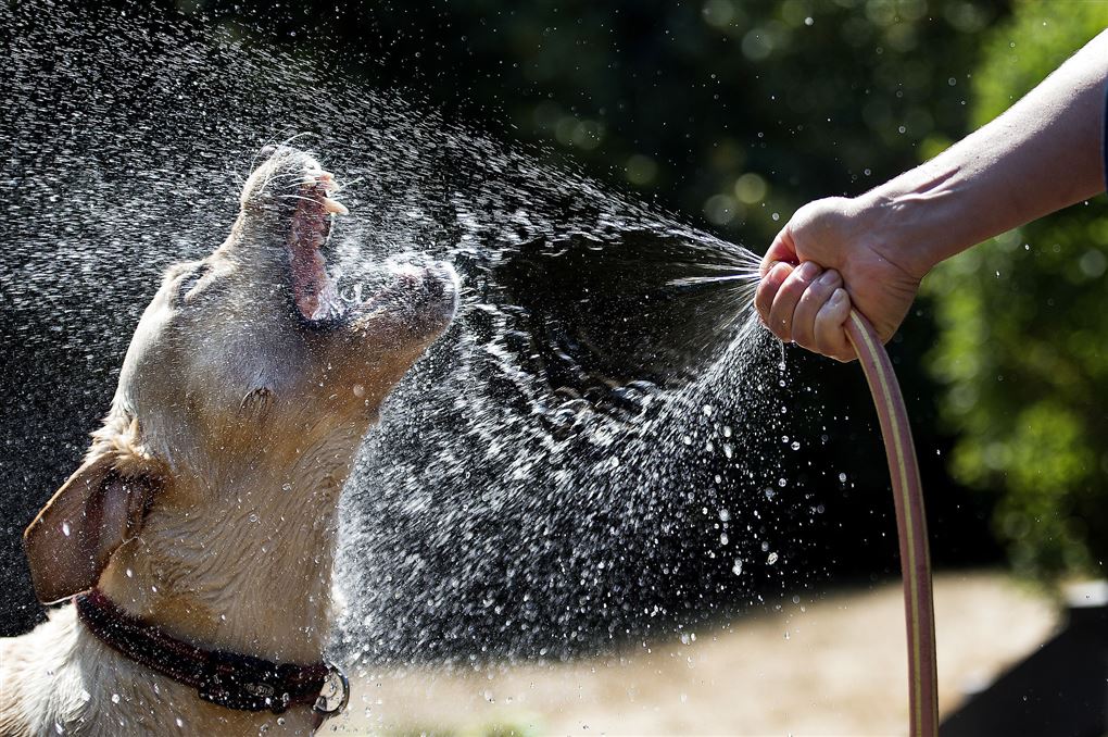En hund nyder vandet fra en vandslange