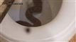 En slange i et toilet