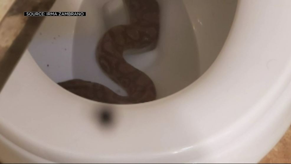 En slange i et toilet