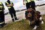Toldere med narkohund ved den svensk-danske grænse