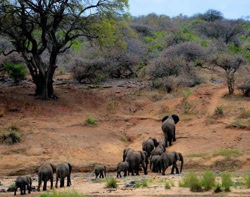 Elefanter Afrika Tanzania