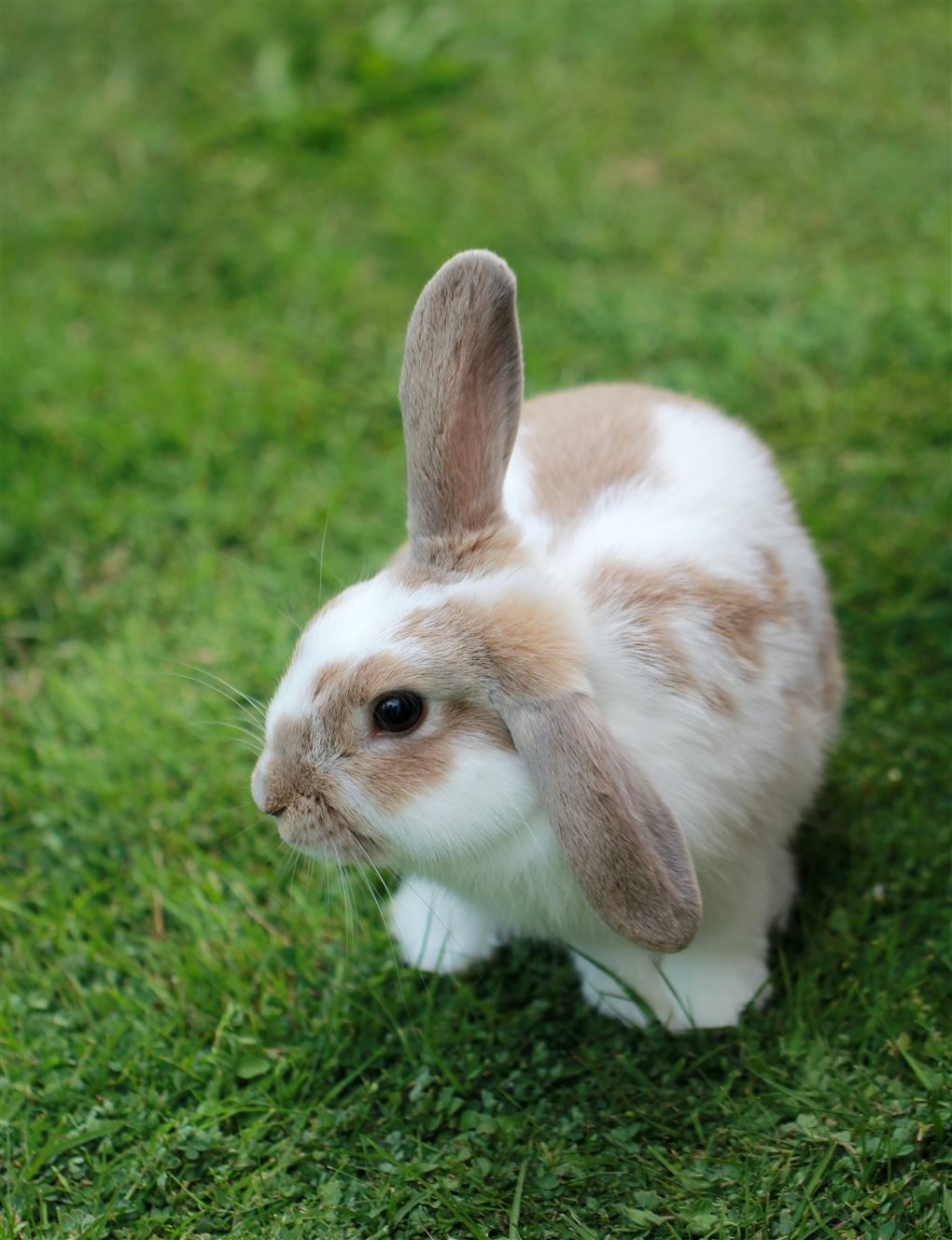 Billede af brun og hvid kanin på en græsplæne