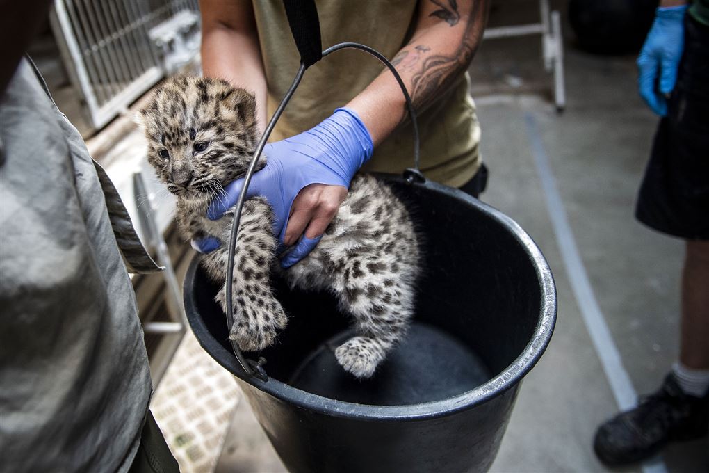 en dyrepasser i Københavns Zoo holder en nyfødt leopardunge