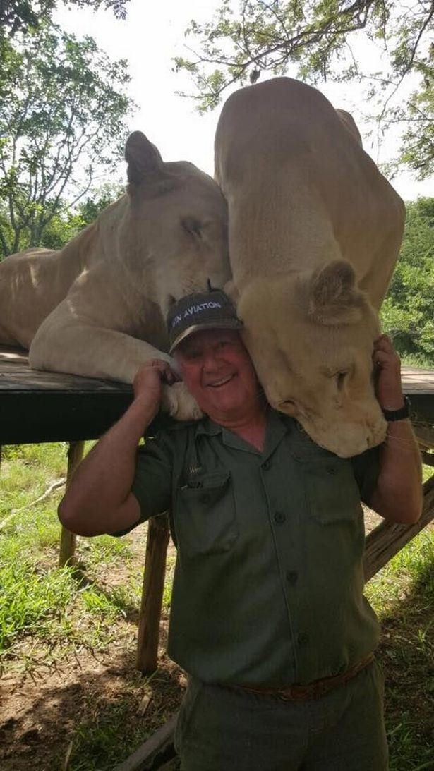 Løver kæler med mand i camouflagetøj