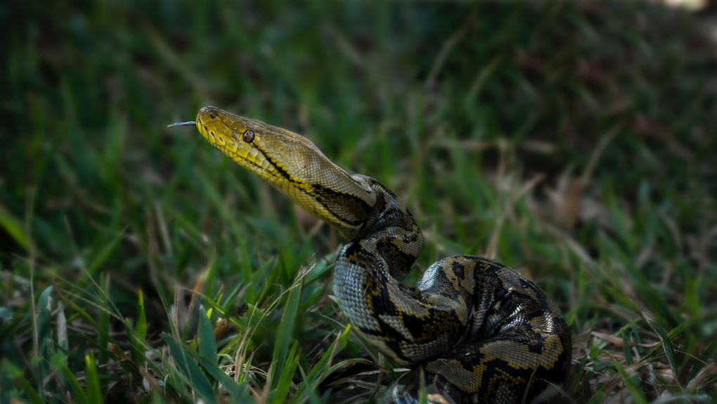 En slange ligger i højt græs. Den har et gulligt ansigt og tungen stikker ud af munden.