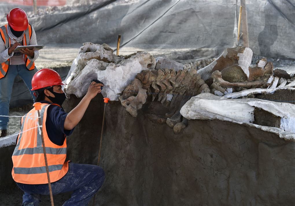 arkæologer arbejder med knoglerne