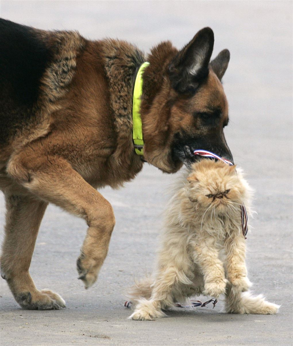 En schæferhund tager blidt fat i en kats halsbånd