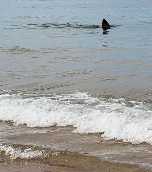 En hajfinne få meter fra kysten