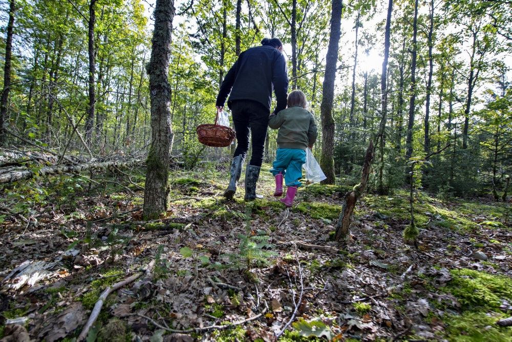 En far går med sit barn i hånden i en skov med en kurv i den anden hånd