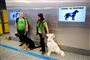 To hundefører står med deres hunde i lufthavnen i Helsinki. De to hundefører, som begge er kvinder, har grønne t-shirts på. De står ved nogle officielle skilte, der viser, at hundene tjekker for coronavirus. 
