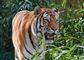 Billede af en stor tiger med gabet åbent