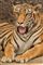 Billede af en tiger med åben mund