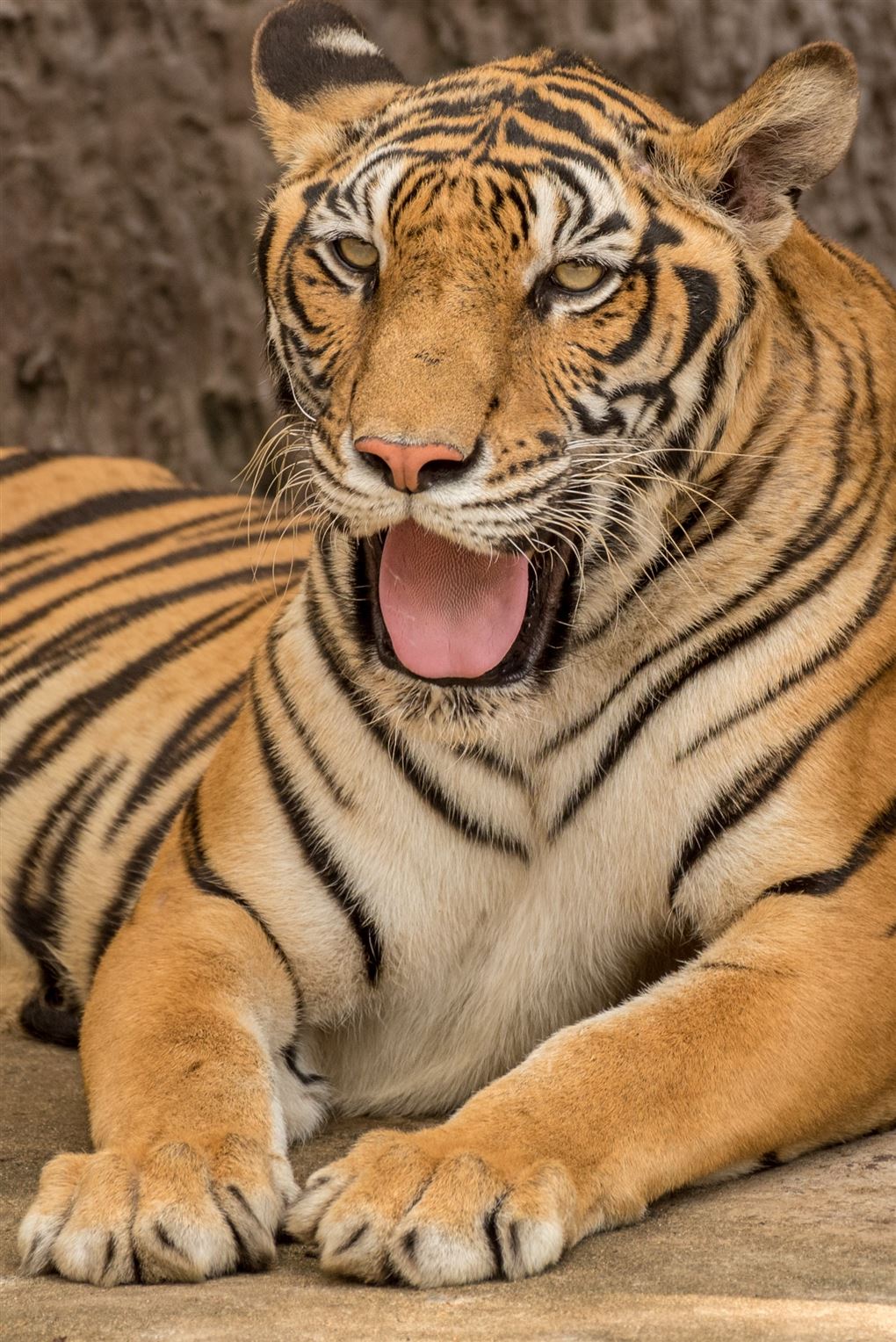 Billede af en tiger med åben mund