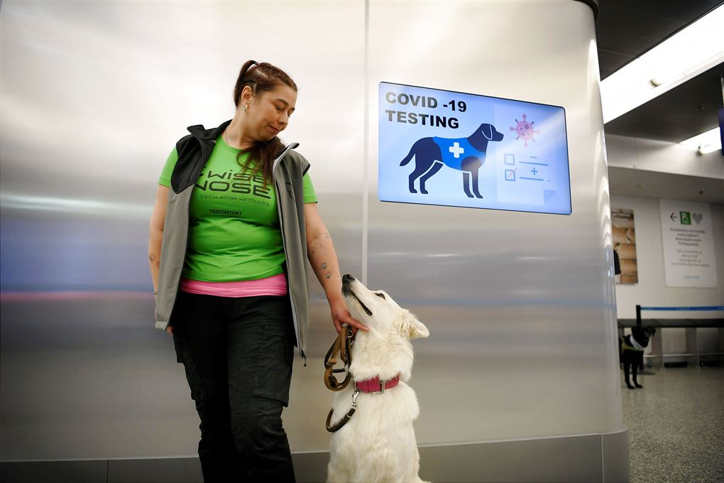 En sniffer-hund i lufthavnen med sin "herre" en kvindelig hundetræner