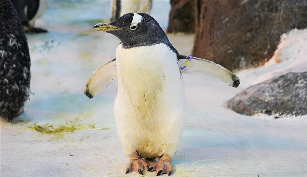 Den 40-årige pingvin Olde breder vingerne ud i Odense Zoo