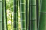 Eb bambusskov