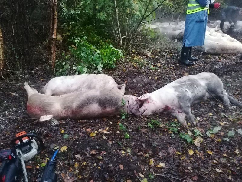 døde grise ligger i vejkanten