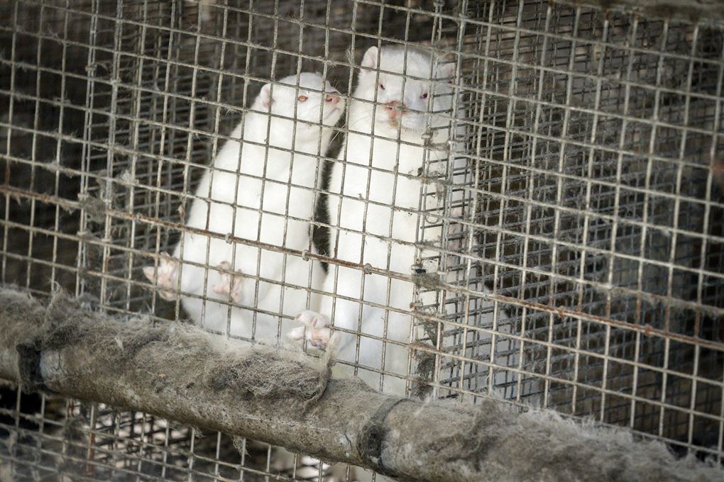 To hvide mink i et bur