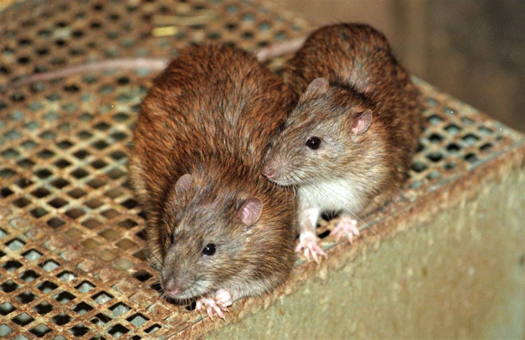 to rotter sidder på rist