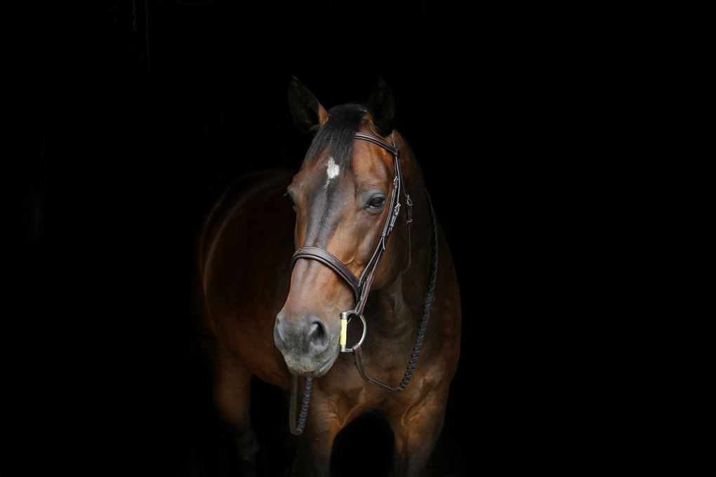 En brun hest står i mørke omgivelser. 
