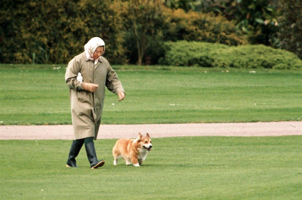 Dronning Elizabeth går tur med en hund