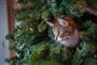 kat har gemt sig i et juletræ