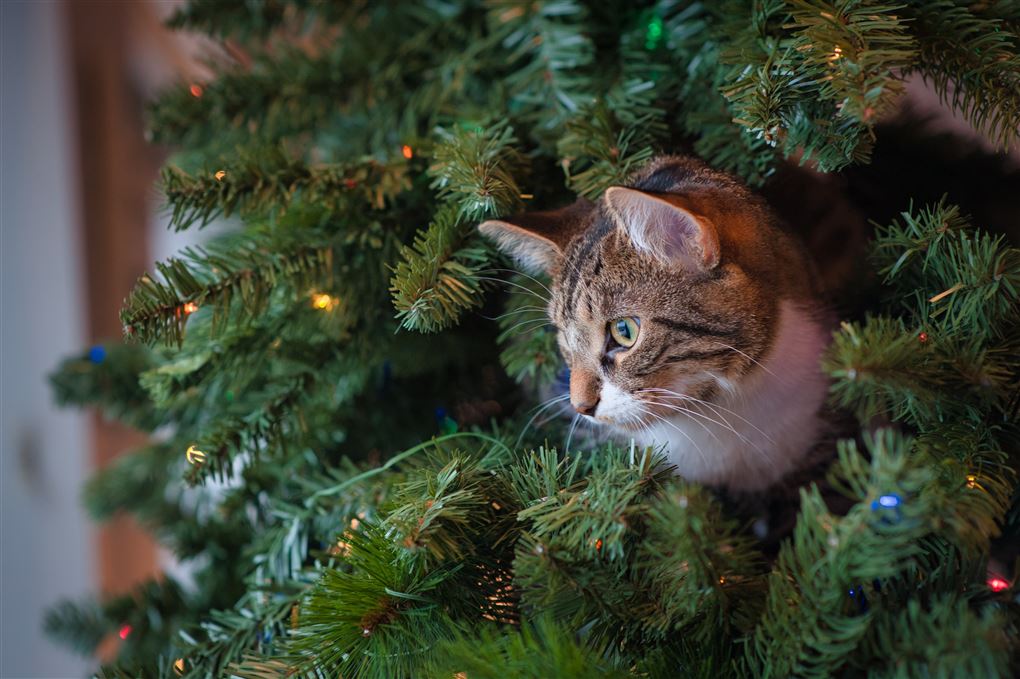 kat har gemt sig i et juletræ