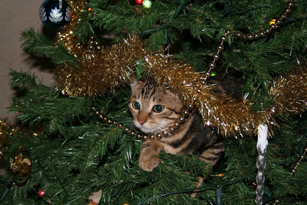 kat sidder i juletræ