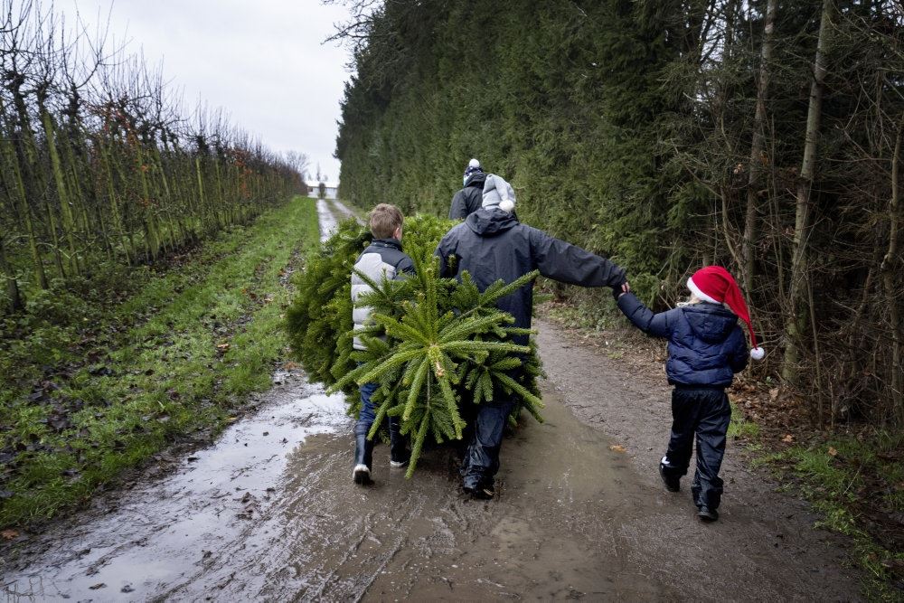 En familie henter juletræ i skoven