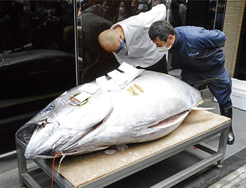 to mænd studerer stor tunfisk på bord