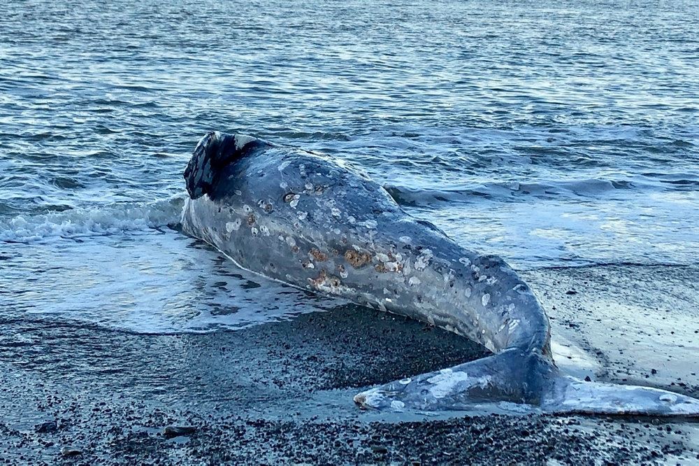 En død hval på en strand