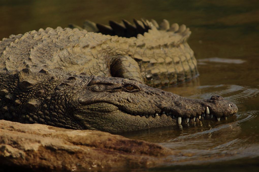 En kæmpe krokodille