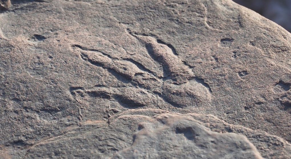 Et dinosauraftryk på en klippe